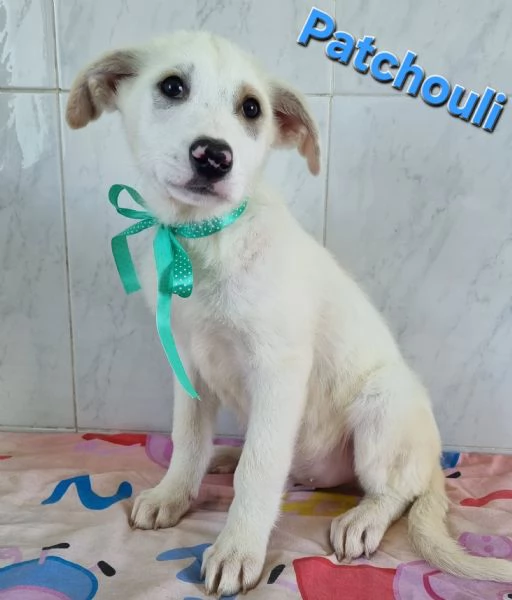 PATCHOULI simil labrador | Foto 3