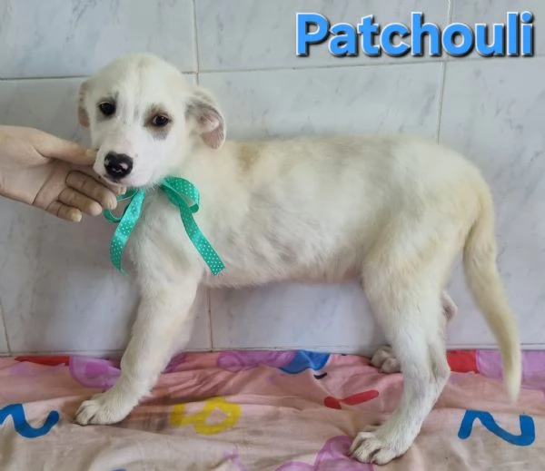 PATCHOULI simil labrador | Foto 2