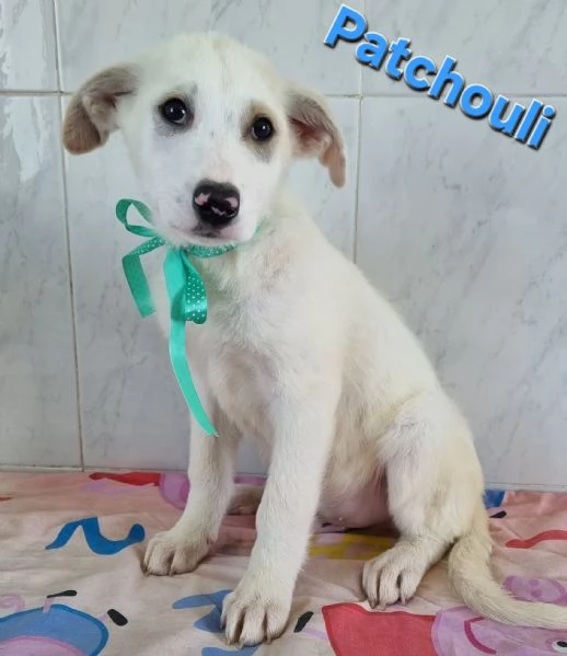 PATCHOULI simil labrador | Foto 0