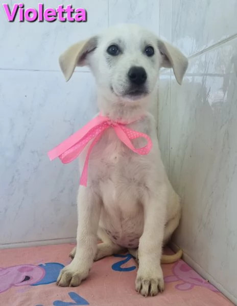 VIOLETTA, simil labrador | Foto 4