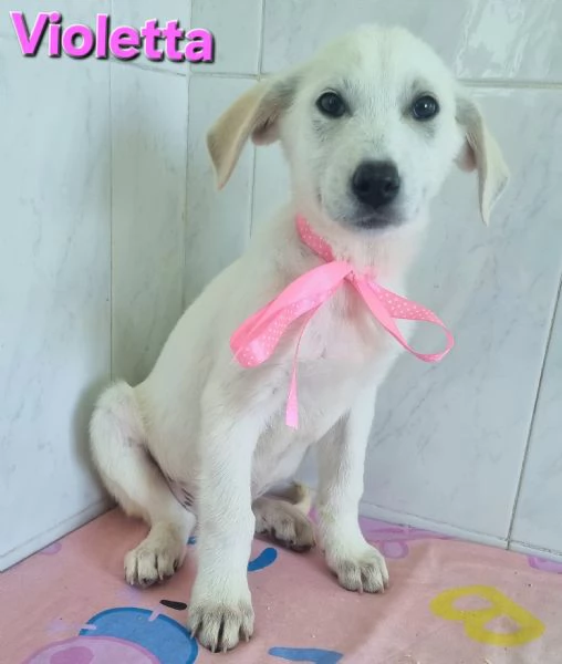 VIOLETTA, simil labrador | Foto 3