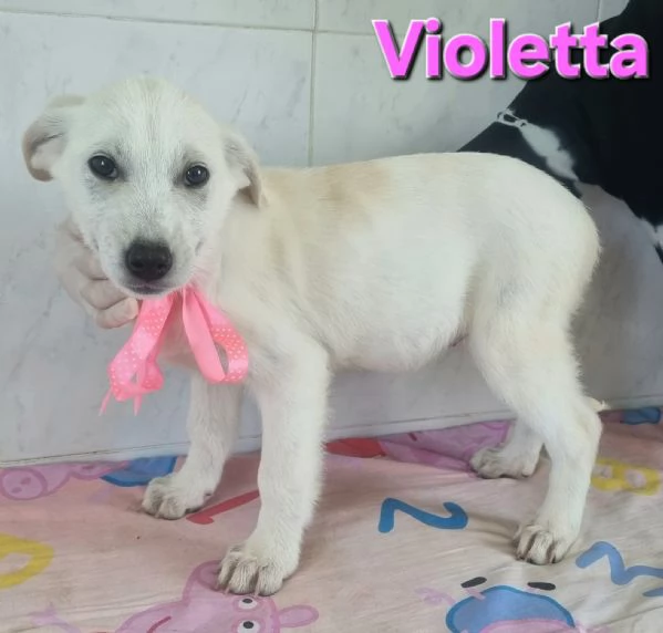 VIOLETTA, simil labrador | Foto 1