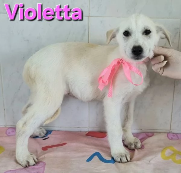 VIOLETTA, simil labrador | Foto 0