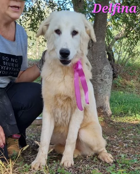 DELFINA, cucciolona mix pastore maremmano