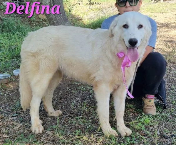 DELFINA, cucciolona mix pastore maremmano | Foto 4