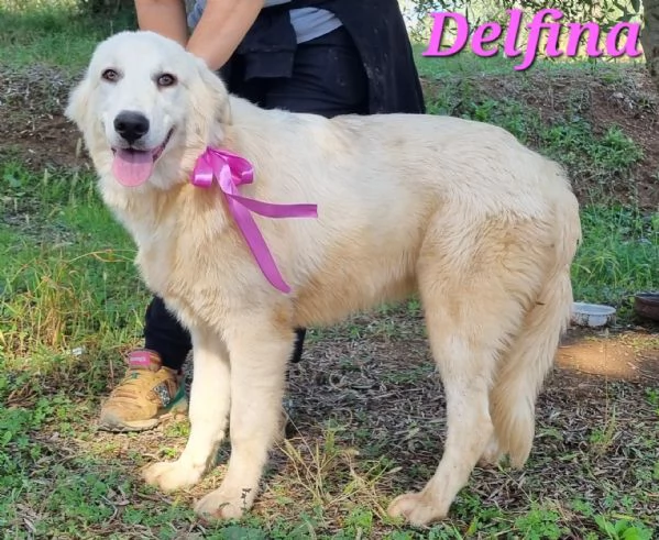 DELFINA, cucciolona mix pastore maremmano | Foto 2