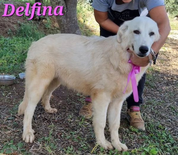 DELFINA, cucciolona mix pastore maremmano | Foto 0