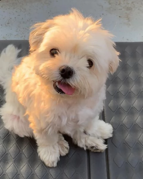 cuccioli maltesi maschi e femmine sani, pronti per una nuova famiglia cuccioli maltesi maschi e femm | Foto 0