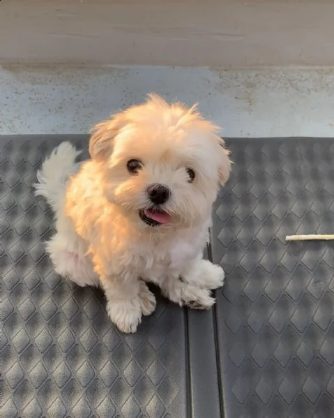 cuccioli maltesi maschi e femmine sani, pronti per una nuova famiglia cuccioli maltesi maschi e femm