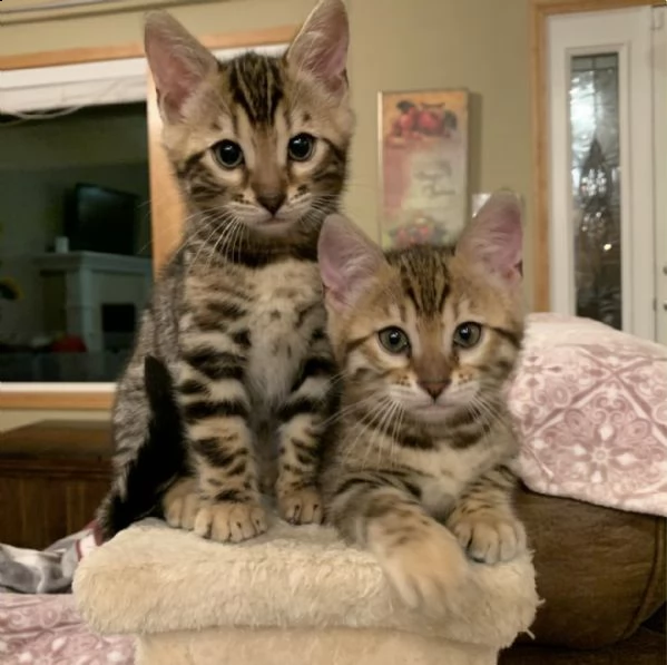 cuccioli gatto del bengala