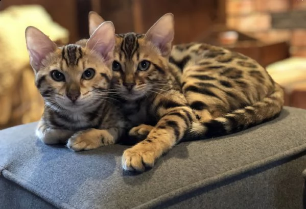 cuccioli bengal