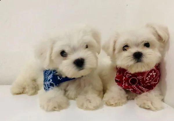 bianchissimi cucciolini maltese!!!