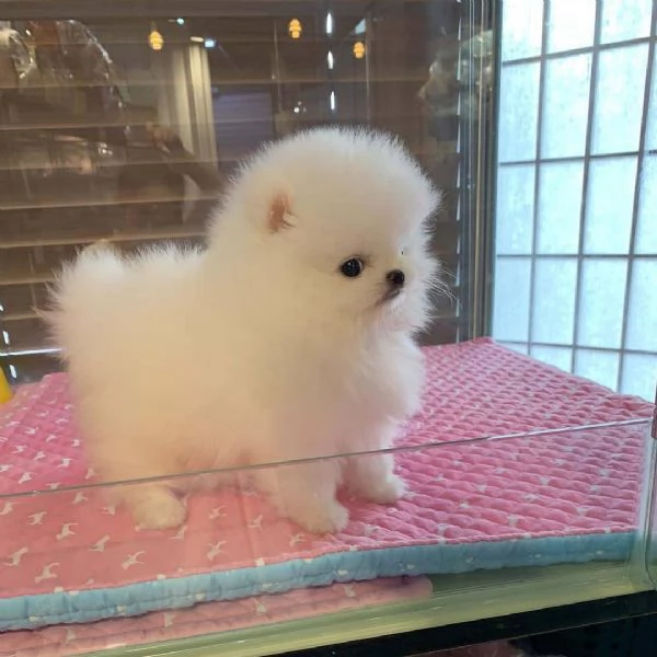 CUCCIOLI POMERANIA BIANCHI!! | Foto 0