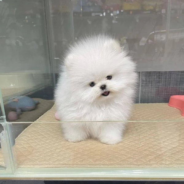 CUCCIOLI POMERANIA BIANCHI!! | Foto 4