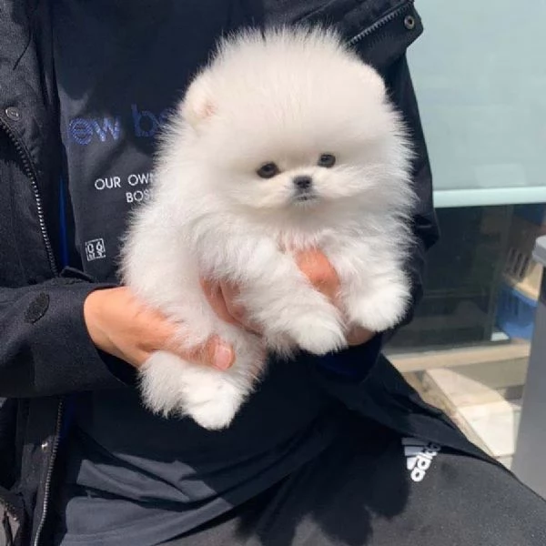 CUCCIOLI POMERANIA BIANCHI!!