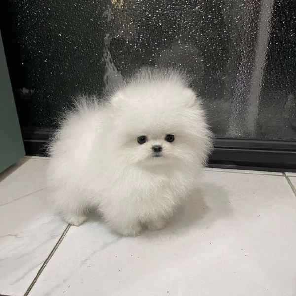 CUCCIOLI POMERANIA BIANCHI!! | Foto 0