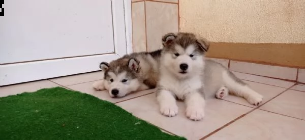 dolce cuccioli alaskan malamute | Foto 1