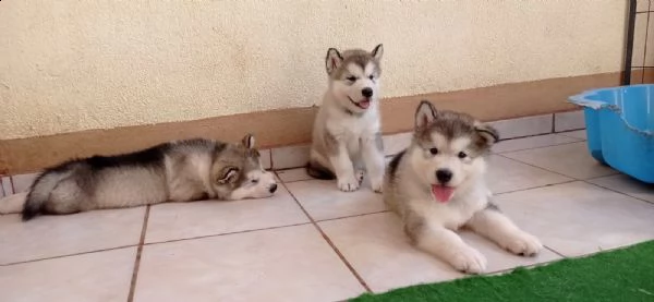 dolce cuccioli alaskan malamute