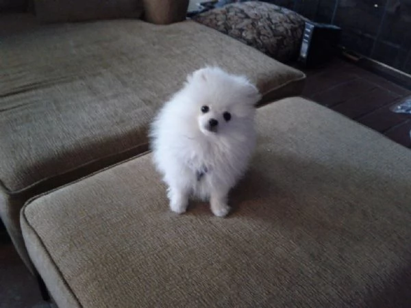  Cuccioli di Pomerania bianchi