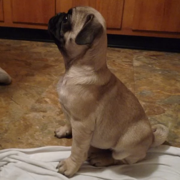 cuccioli di carlino fulvo | Foto 0