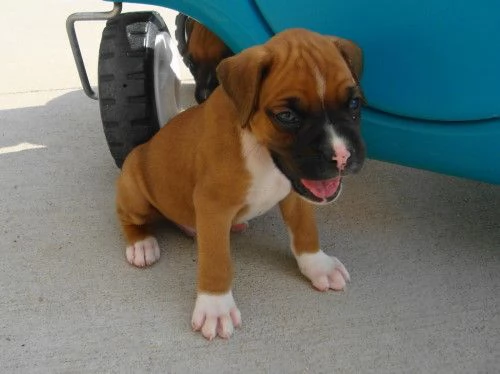 Cuccioli di Boxer  | Foto 0