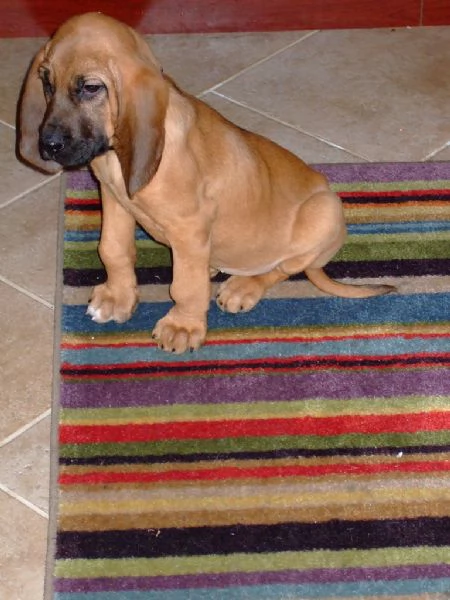 Cuccioli di Bloodhound