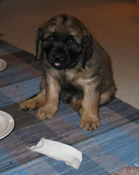 Cuccioli di Leonberger