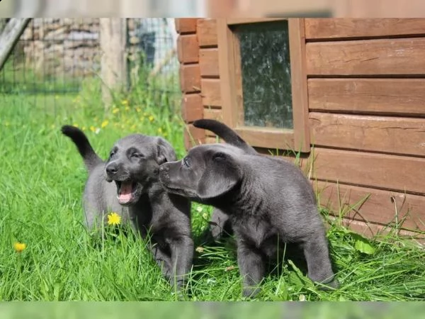 cuccioli di labrador cioccolato con pedigree | Foto 3