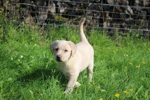 cuccioli di labrador cioccolato con pedigree | Foto 1