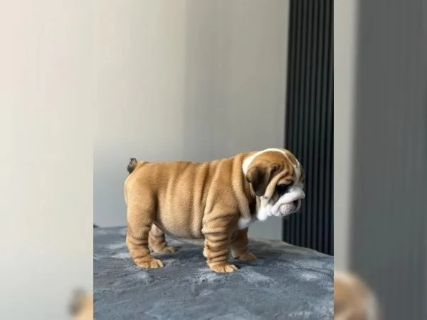 BELLISSIMI CUCCIOLI DI BULLDOG INGLESE | Foto 2