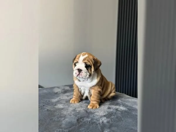 BELLISSIMI CUCCIOLI DI BULLDOG INGLESE | Foto 1