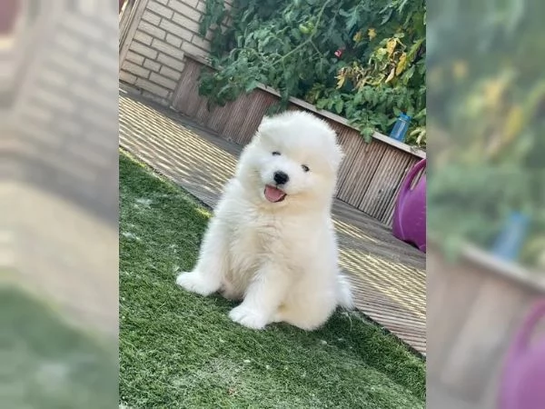 Adorabili cuccioli di Samoiedo in cerca di nuova casa  | Foto 1