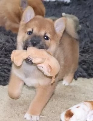 Shiba Inu cuccioli rossi | Foto 3