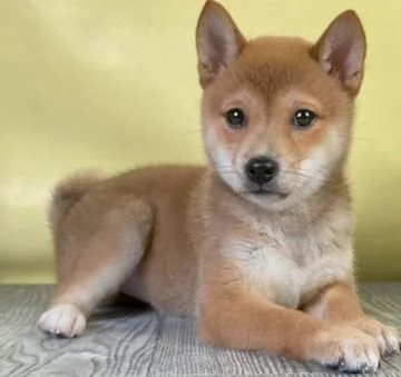 Shiba Inu cuccioli rossi | Foto 0