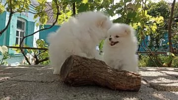 Disponibili cuccioli di puro Spitz Pomerania | Foto 3