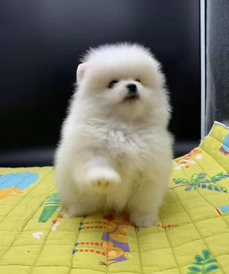 CUCCIOLI POMERANIA BIANCHI!!