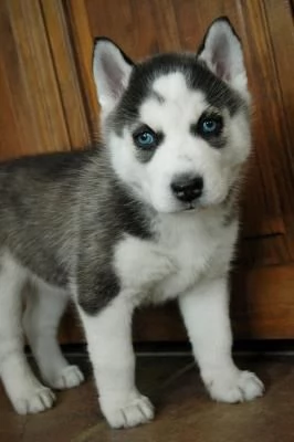 Disponibile ultima cucciola  Husky di soli 90 giorni | Foto 2