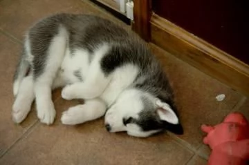 Disponibile ultima cucciola  Husky di soli 90 giorni | Foto 0