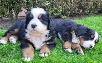 Disponibili e pronti , stupendi cuccioli di Bovaro Del Bernese | Foto 3