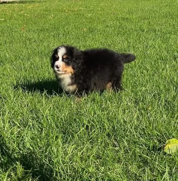 Disponibili e pronti , stupendi cuccioli di Bovaro Del Bernese