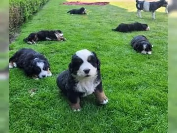 Disponibili e pronti , stupendi cuccioli di Bovaro Del Bernese | Foto 2