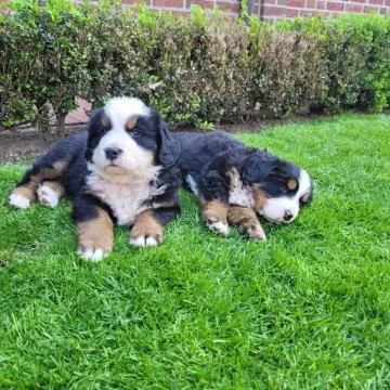 Disponibili e pronti , stupendi cuccioli di Bovaro Del Bernese | Foto 1