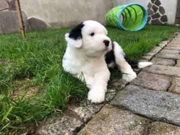 Bellissimi cuccioli Bobtail, altissima genealogia(M/F | Foto 3