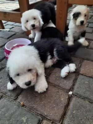 Bellissimi cuccioli Bobtail, altissima genealogia(M/F