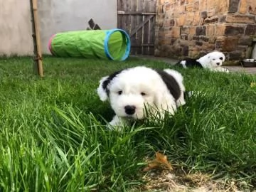 Bellissimi cuccioli Bobtail, altissima genealogia(M/F | Foto 0