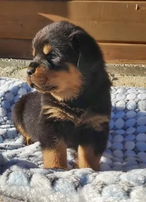 Bellissimi cuccioli di Rottweiler | Foto 2