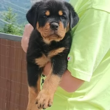 Disponibili da aprile cuccioli di rottweiler Maschio/ femmine