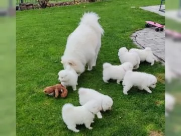 BELLISSIMI CUCCIOLI SAMOIEDO | Foto 2