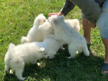 BELLISSIMI CUCCIOLI SAMOIEDO