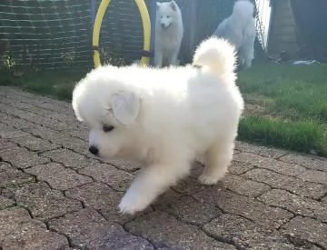 BELLISSIMI CUCCIOLI SAMOIEDO | Foto 0